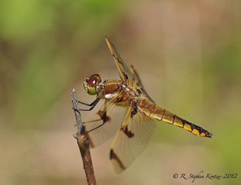 Libellula semifasciata, female